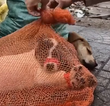 Part2.Animals Rescue #dogrescue #rescuedog #dogsofttiktok #foryoupage #foryou #dogs