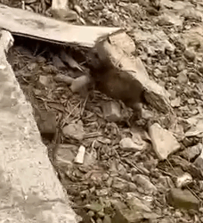 Part2.Animals Rescue #dogrescue #rescuedog #dogsofttiktok #foryoupage #foryou #dogs