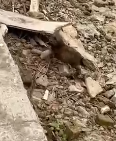 Part2.Animals Rescue #dogrescue #rescuedog #dogsofttiktok #foryoupage #foryou #dogs