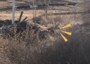 Dog Keeps Sneaking Over From The Neighbor’s Yard_part2