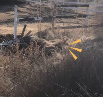 Dog Keeps Sneaking Over From The Neighbor’s Yard_part2