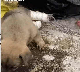 parte 10 rescue of a small dog abandoned in the garbage with broken legs❤️ #heroes#rescue#puppy#abandoned_part2