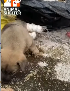 parte 10 rescue of a small dog abandoned in the garbage with broken legs❤️ #heroes#rescue#puppy#abandoned_part2