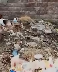 Part2.Animals Rescue #dogrescue #rescuedog #dogsofttiktok #foryoupage #foryou #dogs