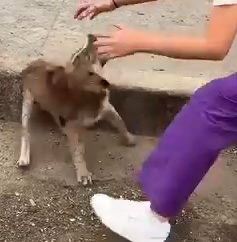 Part2.Animals Rescue #dogrescue #rescuedog #dogsofttiktok #foryoupage #foryou #dogs