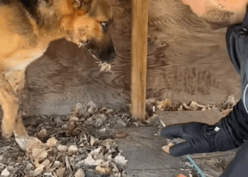 Dog Stuck Under Deck With Porcupine Quills On His Face Looks So Different N_part2