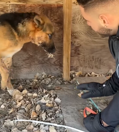 Dog Stuck Under Deck With Porcupine Quills On His Face Looks So Different N_part2