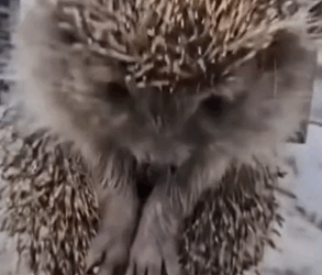 parte 13 rescue of a porcupine trapped in an iron gate❤️ #heroes#rescue#porcupine#love #_part2