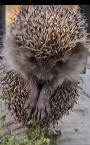 parte 13 rescue of a porcupine trapped in an iron gate❤️ #heroes#rescue#porcupine#love #_part2
