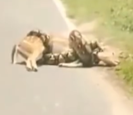 Part2.Animals Rescue #dogrescue #rescuedog #dogsofttiktok #foryoupage #foryou #dogs