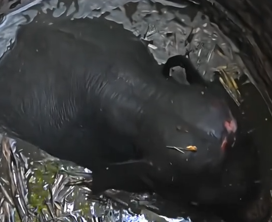 Part2.Animals Rescue #dogrescue #rescuedog #dogsofttiktok #foryoupage #foryou #dogs