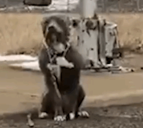 part2 Animals Rescue #dogrescue #rescuedog #dogsofttiktok #foryoupage #foryou #dogs