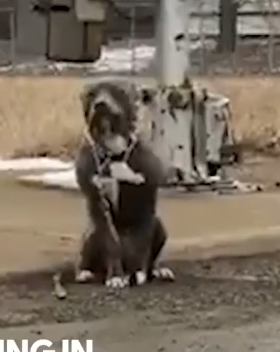 part2 Animals Rescue #dogrescue #rescuedog #dogsofttiktok #foryoupage #foryou #dogs