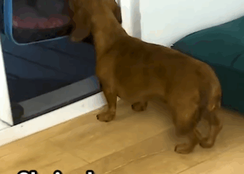 Part2 Animals Rescue #dogrescue #rescuedog #dogsofttiktok #foryoupage #foryou #dogs