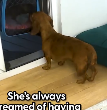 Part2 Animals Rescue #dogrescue #rescuedog #dogsofttiktok #foryoupage #foryou #dogs