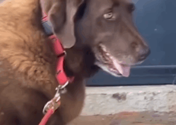 Chocolate Lab Growls At Her Foster Until…_part2