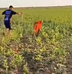 Part2 .Animals Rescue #dogrescue #rescuedog #dogsofttiktok #foryoupage #foryou #dogs