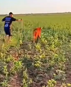 Part2 .Animals Rescue #dogrescue #rescuedog #dogsofttiktok #foryoupage #foryou #dogs