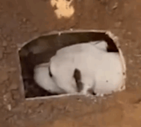 Part2 Animals Rescue #dogrescue #rescuedog #dogsofttiktok #foryoupage #foryou #dogs