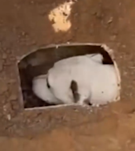 Part2 Animals Rescue #dogrescue #rescuedog #dogsofttiktok #foryoupage #foryou #dogs