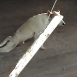 Part2 Animals Rescue #dogrescue #rescuedog #dogsofttiktok #foryoupage #foryou #dogs