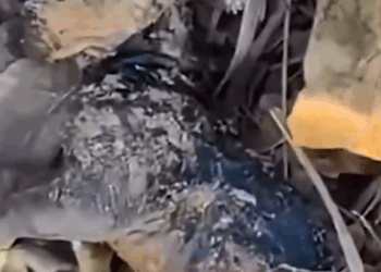 Part2 Animals Rescue #dogrescue #rescuedog #dogsofttiktok #foryoupage #foryou #dogs