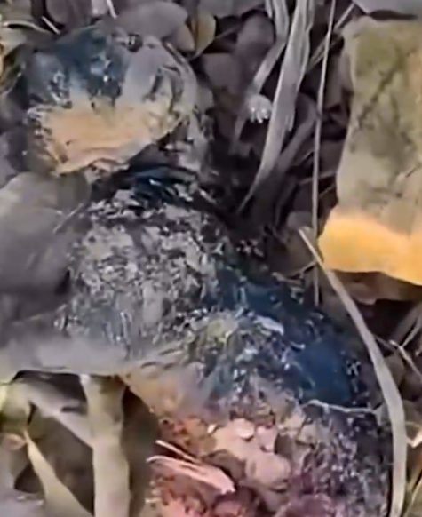 Part2 Animals Rescue #dogrescue #rescuedog #dogsofttiktok #foryoupage #foryou #dogs