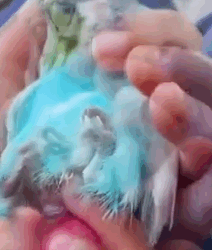 Part2 Animals Rescue #dogrescue #rescuedog #dogsofttiktok #foryoupage #foryou #dogs