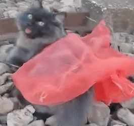 Part2 Animals Rescue #dogrescue #rescuedog #dogsofttiktok #foryoupage #foryou #dogs