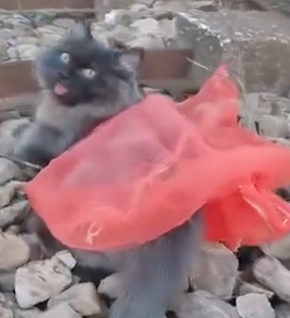 Part2 Animals Rescue #dogrescue #rescuedog #dogsofttiktok #foryoupage #foryou #dogs