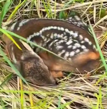 A farmer found a poor baby dear alone and decided to help it. And then… #rescue #save#deer_part2