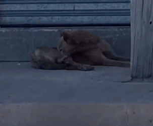 Part2 Animals Rescue #dogrescue #rescuedog #dogsofttiktok #foryoupage #foryou #dogs