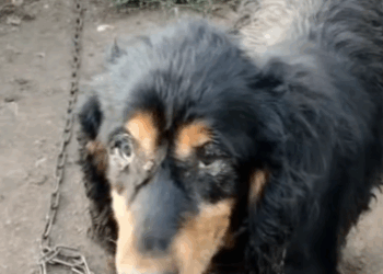 A dog tied to the pole_part2