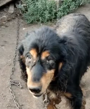 A dog tied to the pole_part2