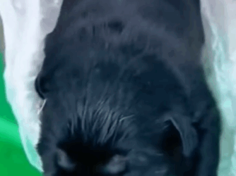 “I still can’t believe it… a tiny puppy was thrown away like garbage in a dustbin_part2