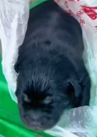 “I still can’t believe it… a tiny puppy was thrown away like garbage in a dustbin_part2
