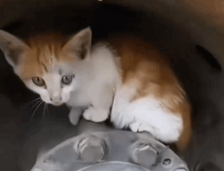 Part2 Animals Rescue #dogrescue #rescuedog #dogsofttiktok #foryoupage #foryou #dogs