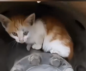 Part2 Animals Rescue #dogrescue #rescuedog #dogsofttiktok #foryoupage #foryou #dogs