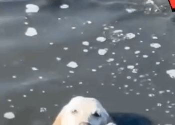 Part2 Animals Rescue #dogrescue #rescuedog #dogsofttiktok #foryoupage #foryou #dogs