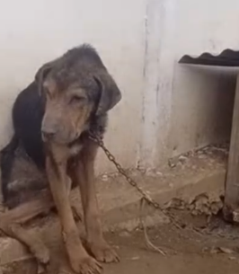 Part2 Animals Rescue #dogrescue #rescuedog #dogsofttiktok #foryoupage #foryou #dogs