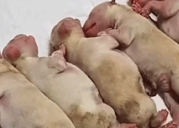 Part2 Animals Rescue #dogrescue #rescuedog #dogsofttiktok #foryoupage #foryou #dogs