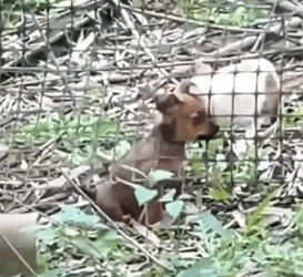 Part2 Animals Rescue #dogrescue #rescuedog #dogsofttiktok #foryoupage #foryou #dogs