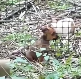 Part2 Animals Rescue #dogrescue #rescuedog #dogsofttiktok #foryoupage #foryou #dogs