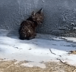 Part2 Animals Rescue #dogrescue #rescuedog #dogsofttiktok #foryoupage #foryou #dogs