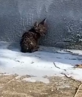 Part2 Animals Rescue #dogrescue #rescuedog #dogsofttiktok #foryoupage #foryou #dogs