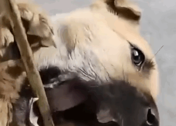 Part2 Animals Rescue #dogrescue #rescuedog #dogsofttiktok #foryoupage #foryou #dogs