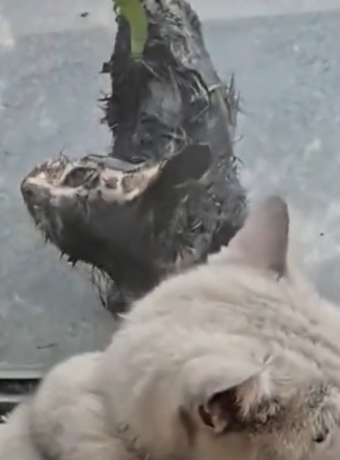 A dirty stray cat appeared outside the window.It looks so pitiful,_part2