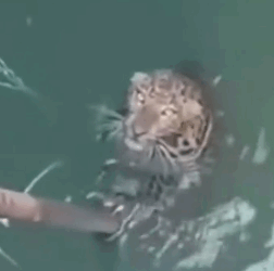 parte 1 rescue of a leopard who fell into a pit full of water and cannot get out❤️ #heroes#rescue#leopard#_part2