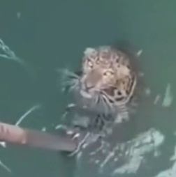 parte 1 rescue of a leopard who fell into a pit full of water and cannot get out❤️ #heroes#rescue#leopard#_part2