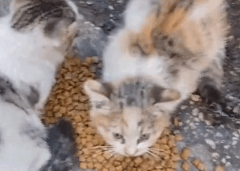 BONDED for Life❤️❤️ #kitten #cat #catlover #catsoftiktok_part2